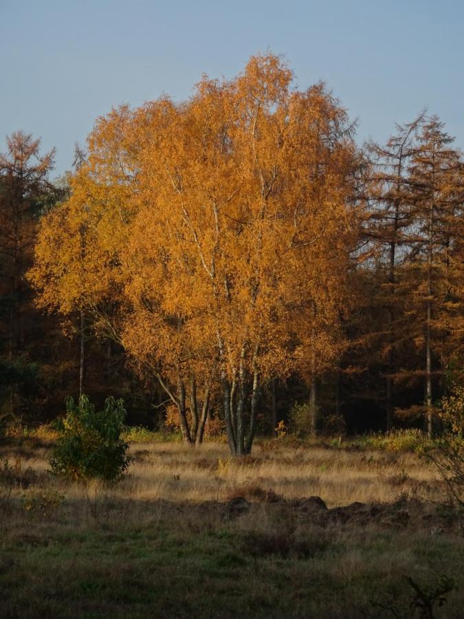 Veluwe Park Reewold Chalet Vision Putten Dış mekan fotoğraf