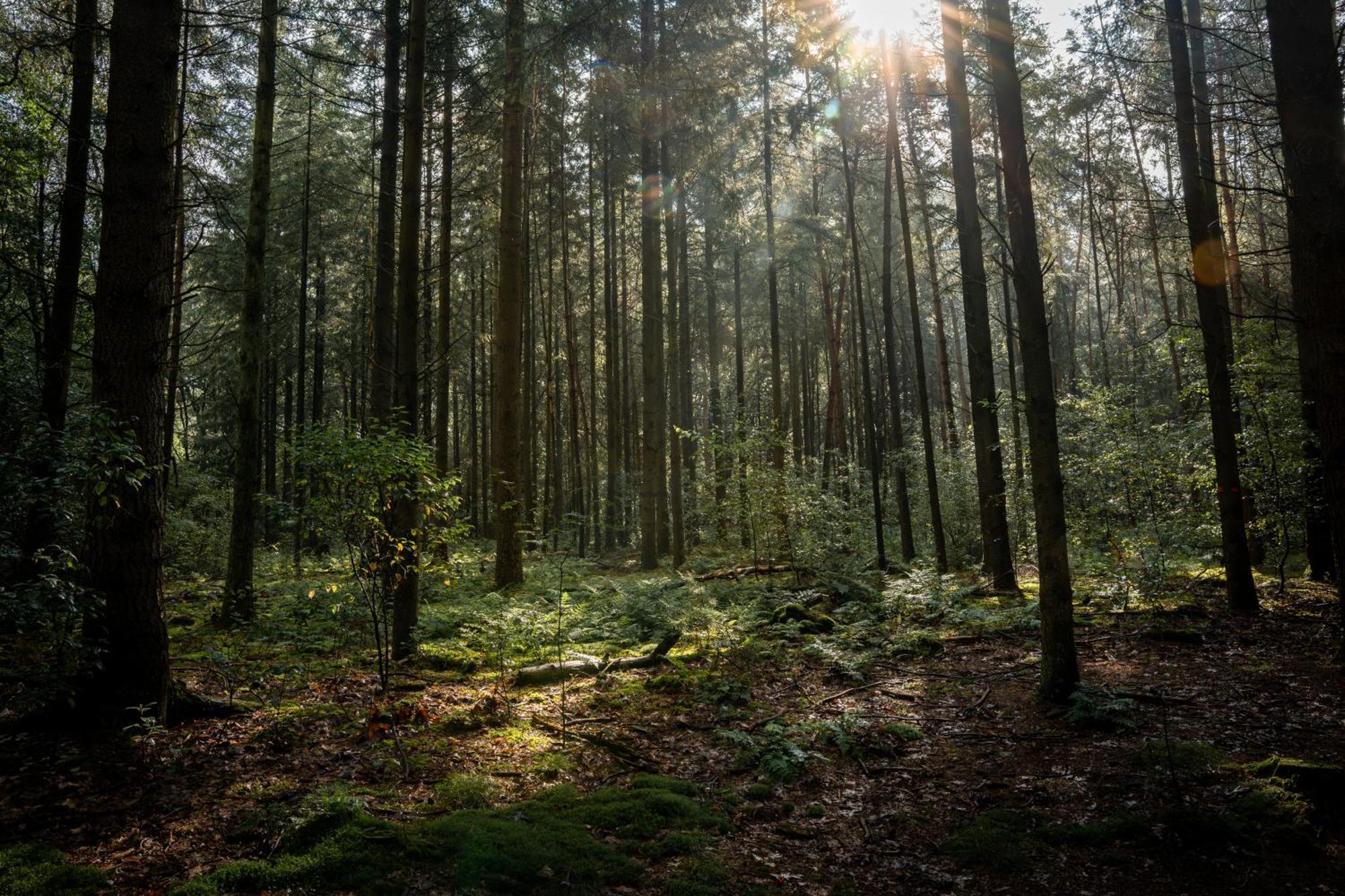 Veluwe Park Reewold Chalet Vision Putten Dış mekan fotoğraf